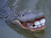 Tin vịt: Dù nghỉ dài ngày nhưng riêng món... cười vẫn cứ phải là... suốt 24 giờ