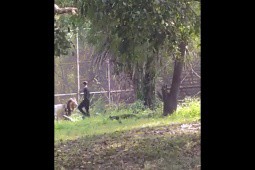 Video: Liều lĩnh nhảy vào chuồng trêu sư tử, nam thanh niên bị đưa đến đồn cảnh sát