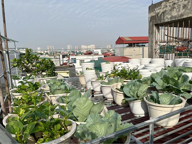 Các loại rau được chị Phương trồng trong chậu&nbsp;
