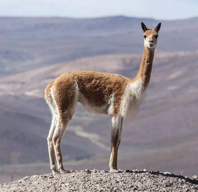 Len vicuña được làm từ lông của vicuñas, một loài lạc đà không bướu Nam Mỹ cùng họ với lạc đà llama, sống trên vùng núi cao thuộc dãy Andes ở đất nước Peru. 
