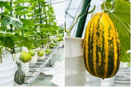 Thị trường - Tiêu dùng - Cận cảnh vườn rau quả sai trĩu trên sân thượng rộng 44m2, gia đình ăn 4 mùa không hết