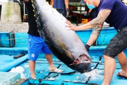 Thị trường - Tiêu dùng - Loài cá từng chỉ cho mèo ăn, bây giờ siêu đắt, có con được bán giá hàng chục tỷ