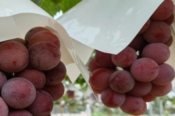 Thị trường - Tiêu dùng - Loại quả giá hàng trăm triệu đồng/chùm, ở Việt Nam bán rẻ bèo gây choáng