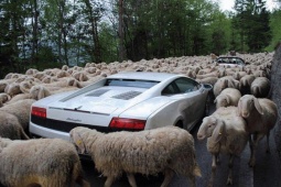 Tranh vui - Những hình ảnh kẹt xe hài hước