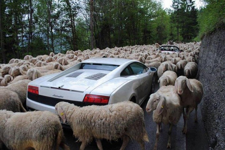 Siêu xe cũng phải nhường đường cho những con cừu chậm chạp.
