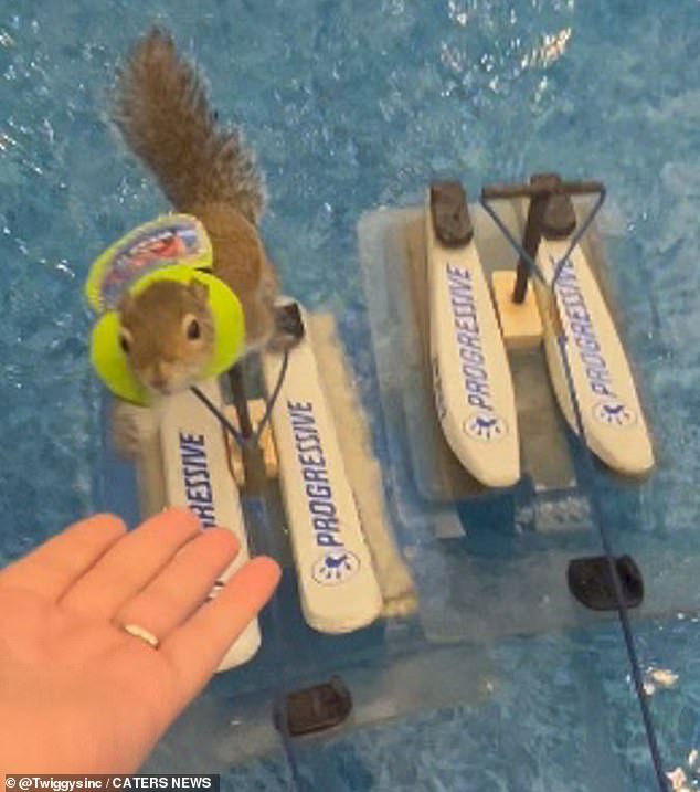 Những chú sóc không hề ngại ngùng trước ống kính