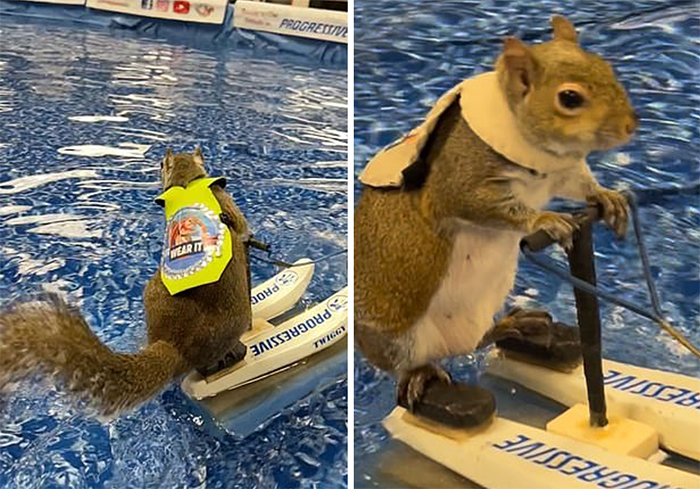 Twiggy biểu diễn trượt nước trước đông đảo khán giả 