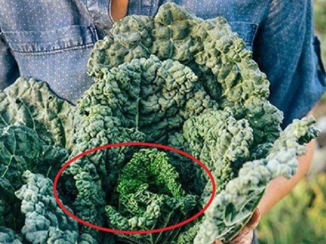 Ẩm thực - Loại rau "bắt mắt" nhiều canxi vượt xa trứng, sữa, không phải ai cũng biết