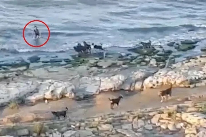 Cậu bé đã lao ra biển để tránh sự truy đuổi khốc liệt của 10 chú chó hoang. Ảnh: Cắt từ clip.