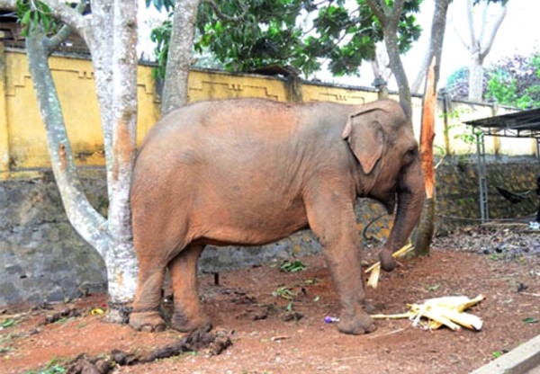 Số lượng voi nhà ngày một ít đi ở Tây Nguyên.