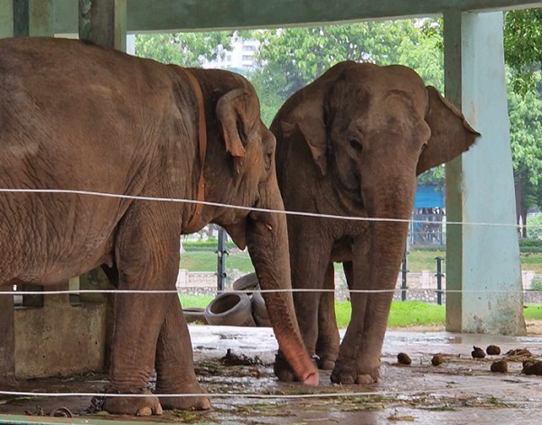 Hai chú voi bị xiềng xích ở Công viên Thủ Lệ khiến nhiều người xót xa.