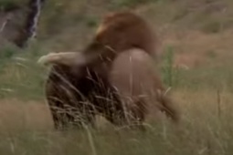 Media - Gấu đen thư hùng với "vua đồng cỏ" và cái kết