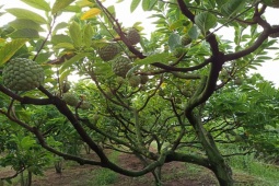 Thị trường - Tiêu dùng - Loại cây xưa bị chặt bỏ giờ lại “đắt như tôm tươi”, mang đấu giá 100 triệu đồng/quả