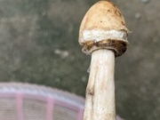Sức khỏe đời sống - Sau bữa ăn nấm xào, 3 mẹ con nhập viện cấp cứu