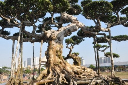 Thị trường - Tiêu dùng - Bộ ba cây sanh cổ hơn 100 năm tuổi, được trả 17 tỷ đồng chủ nhân không bán