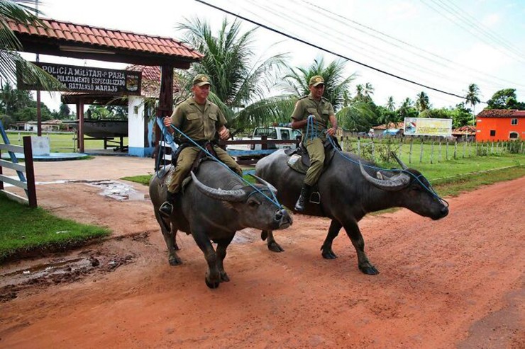 Cảnh sát địa phương của bang Pará, Brazil, ở Amazon, sử dụng trâu để tuần tra vì chúng có thể vượt qua tội phạm ở sông và đầm lầy.
