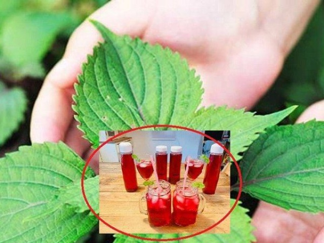 Ẩm thực - Loại rau mọc đầy ở vùng quê nhưng "khắc tinh" chống ung thư cực tốt