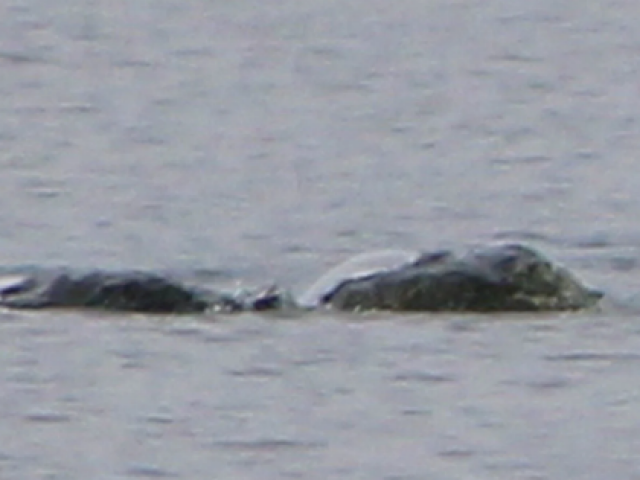 Bức ảnh mới nhất chụp “quái vật Loch Ness” đang gây xôn xao