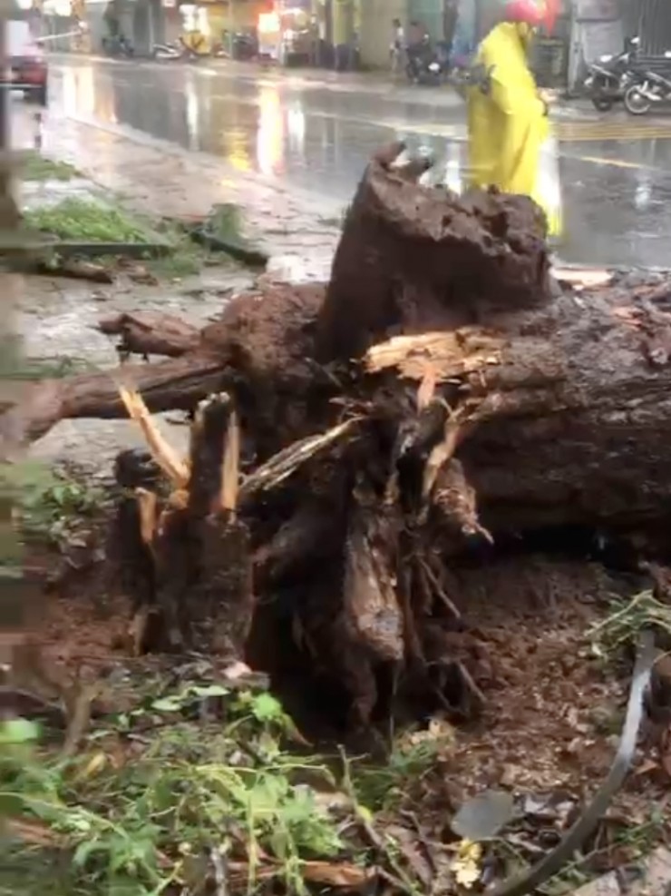 Cây thông cổ thụ bị bật gốc. Ảnh: NH