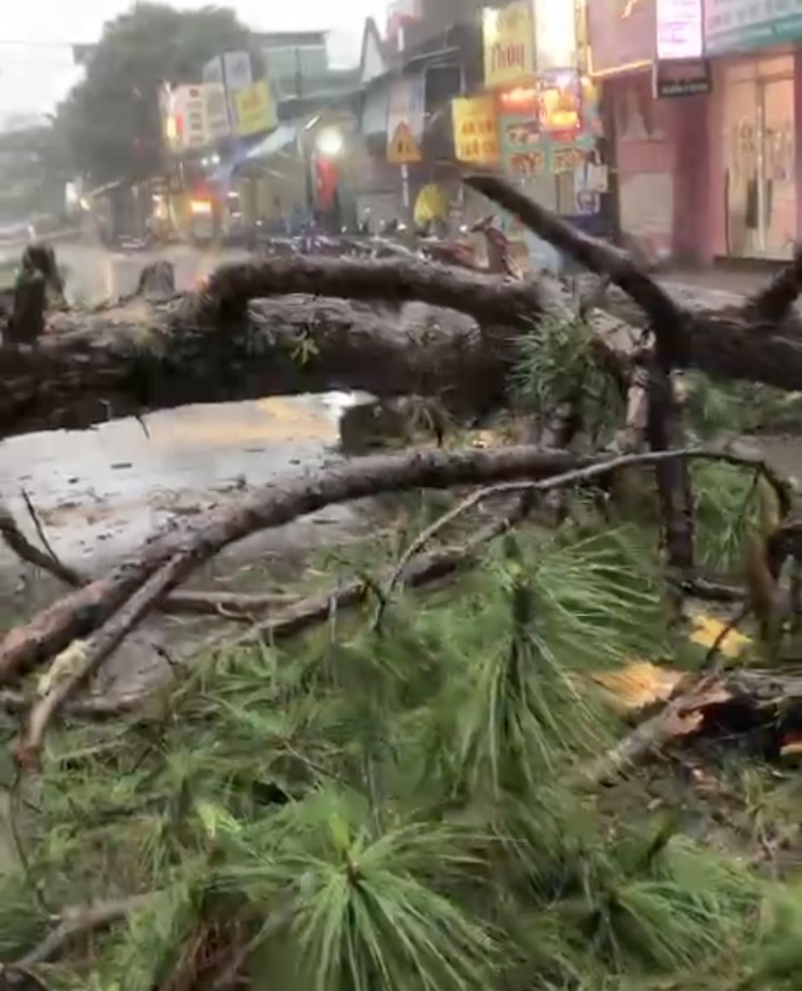 Cây xanh ngã đỗ chắn ngang đường. Ảnh: NH