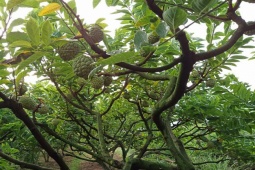 Thị trường - Tiêu dùng - Nóng tuần qua: Loại cây trước nhiều người chê, nhổ bỏ, nay đua nhau trồng, quả mang đấu giá hàng trăm triệu/quả