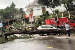 Tin tức trong ngày - Đắk Nông: Ô tô tông bật gốc thông cổ thụ