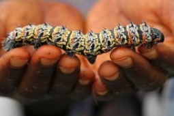 Thị trường - Tiêu dùng - Loài đáng sợ mà Quang Linh Vlog từng review, hoá ra thực phẩm "cực phẩm" châu Phi