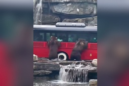 Ô tô - Clip: Khi "đầu gấu" chặn xe, hành khách vẫn bình thản di chuyển