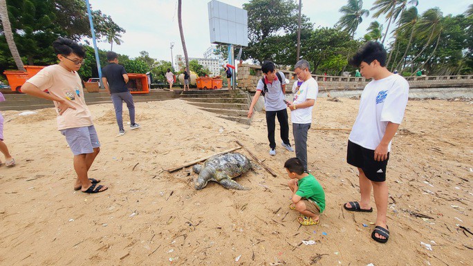 Người dân Vũng Tàu phát hiện con rùa đã chết
