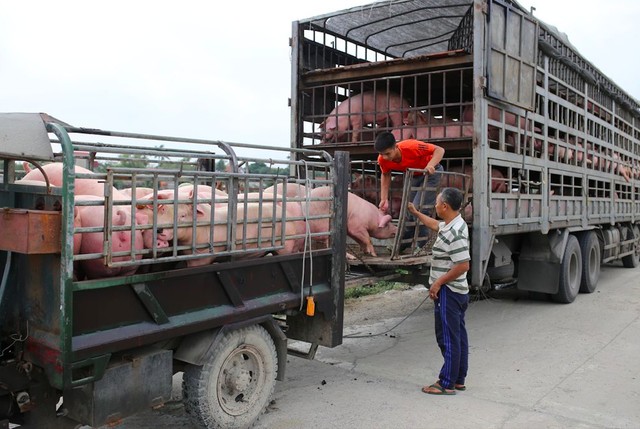Với mức giảm trung bình từ 1.000 - 2.000 đồng/kg, một con lợn khoảng 50kg tại khu vực miền Bắc có giá hơi, giảm đến 100.000 đồng/con. Ảnh: Bảo Loan