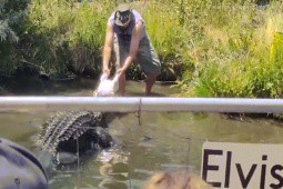Video: Thấy người cho ăn bị trượt chân, cá sấu 270kg hành động hung dữ bất ngờ