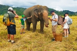 Tin tức trong ngày - Đắk Lắk thí điểm chăn thả voi nhà