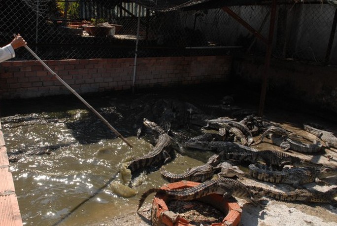 Trung Quốc ngưng mua, giá cá sấu lao dốc
