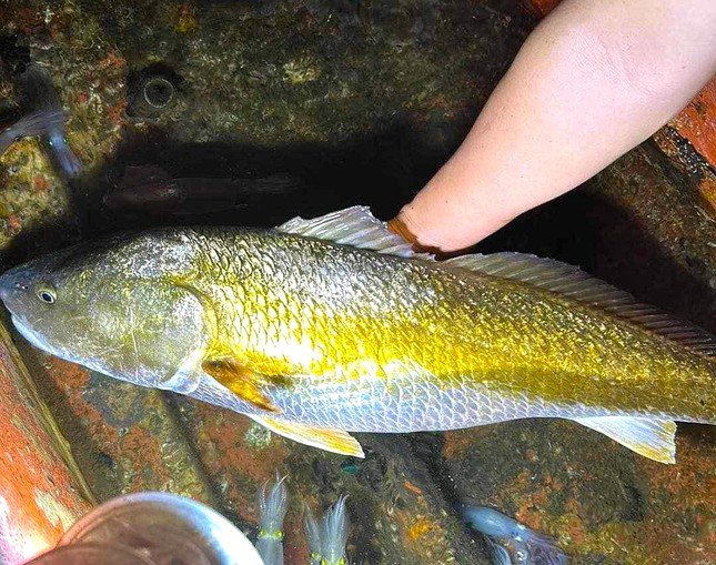 Con cá nghi là sủ vàng quý hiếm hiện đang được gia đình anh Hiếu cấp đông bảo quản chờ giám định.