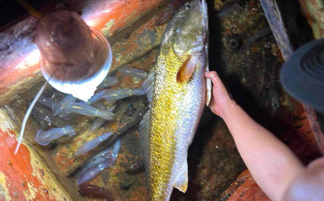 Con cá dài 1m, nặng 6kg. Hiện có nhiều người hỏi mua nhưng vợ chồng anh Hiếu chưa đồng ý bán.