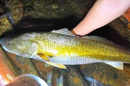 Tin tức trong ngày - Vụ ngư dân Nghệ An bắt được cá nghi sủ vàng: Nhiều người hỏi mua cá để ăn