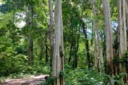 Tin tức trong ngày - Bình Thuận lý giải vì sao phải lấy hơn 600 ha rừng làm hồ Ka Pét