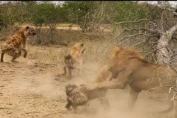 Linh cẩu ”kéo quân”, cắn xé sư tử cứu đồng loại đang bị hạ sát