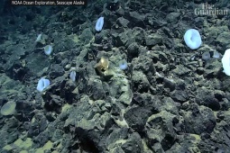 Phi thường - kỳ quặc - "Trứng vàng" ở đáy biển Thái Bình Dương khiến các nhà khoa học bối rối