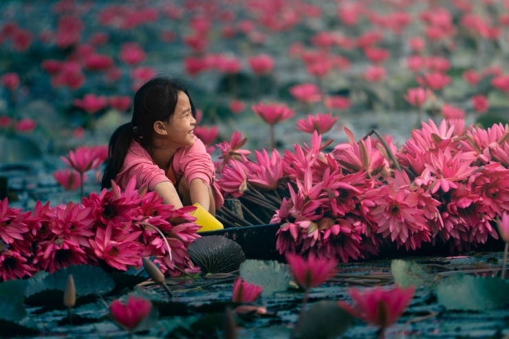 Giữa mùa hoa súng ở Tây Ninh.