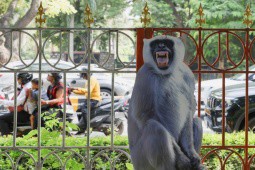 Sợ khỉ quấy phá thượng đỉnh G-20, Ấn Độ dùng đến ”người khỉ”