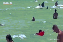 Kinh hoàng khoảnh khắc cá mập bơi giữa những người tắm biển