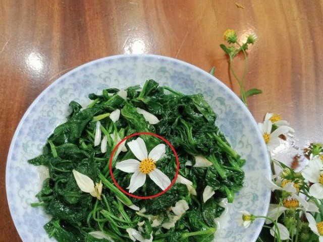 Cây hoa dại mọc đầy ở Việt Nam, nhiều nơi trên thế giới săn lùng ”chữa bệnh”
