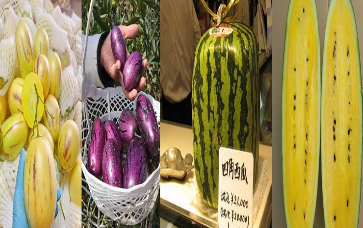Những loại dưa hấu độc đáo trên thế giới có giá "chát"
