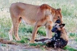 Bị sư tử cắn cổ rồi kéo lê, chó hoang thoát chết kỳ diệu