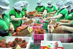 Thị trường - Tiêu dùng - Việt Nam có bao nhiêu loại quả được xuất khẩu vào Mỹ mang về tỷ USD?