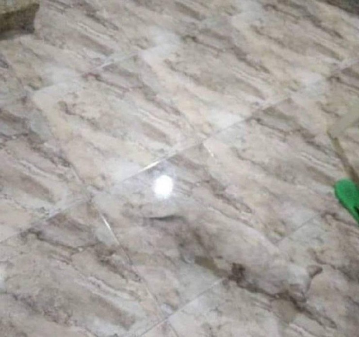 Không biết mèo có thể ngụy trang.
