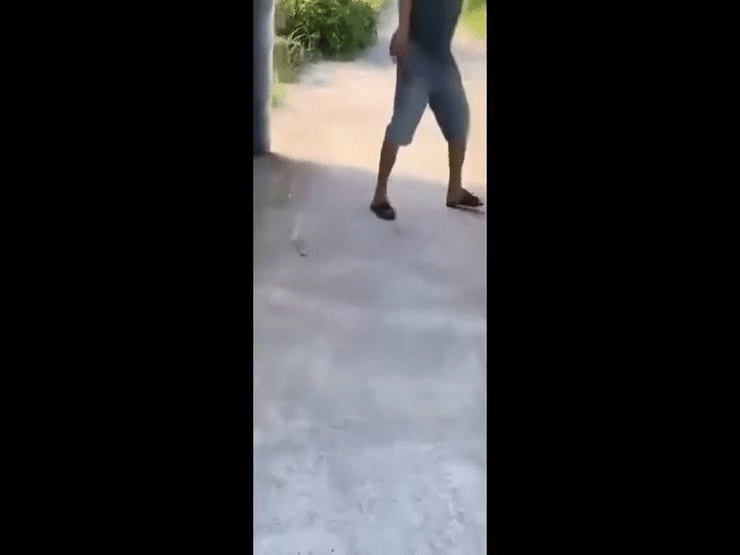 Video: Người đàn ông có "hơi men", liều lĩnh tấn công rắn hổ mang hung dữ