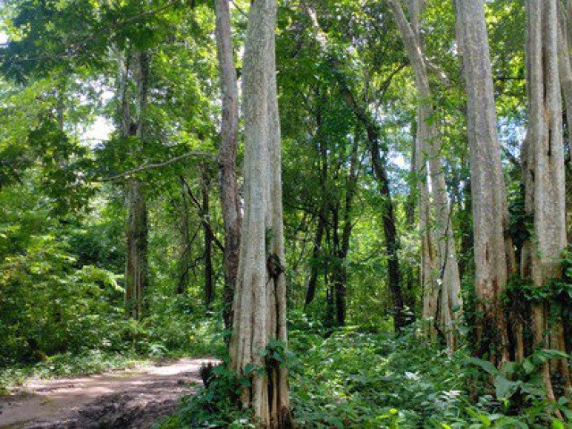 Bình Thuận lý giải vì sao phải lấy hơn 600 ha rừng làm hồ Ka Pét