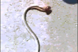 Video: Rết đầu đỏ tử chiến với rắn ngay giữa đường và cái kết gây ngỡ ngàng